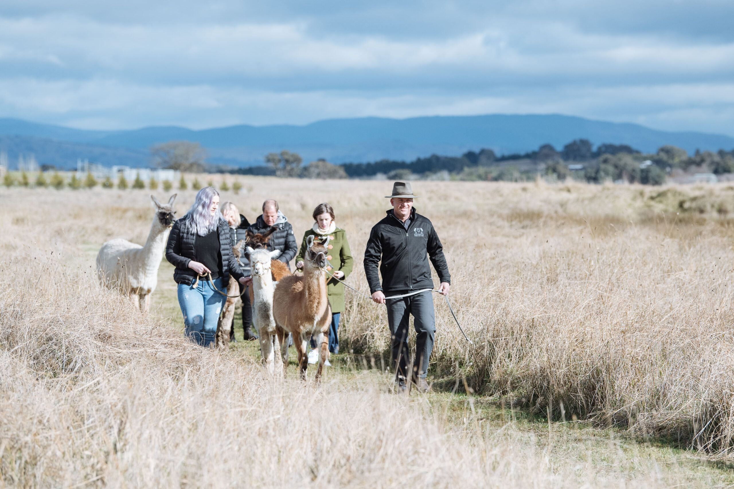 Surrounded by wineries and views of the Brindabella Range, Blackwattle Alpaca Farm offers a unique location to learn about alpacas, their luxury fibre and beautiful products. We can offer visitors an insight into farming alpacas in Australia.
